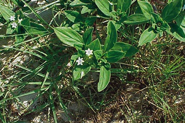 Florida Pusley W.P. Law, Inc. South Carolina