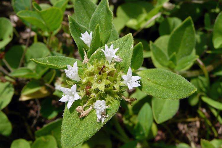 Florida Pusley W.P. Law, Inc. South Carolina