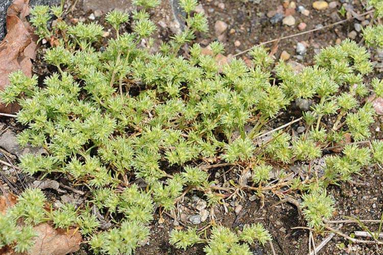 South Carolina Lawn Weeds Identification