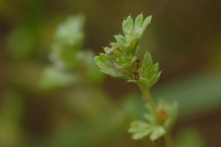 Parsleypiert W.P. Law Incorporated