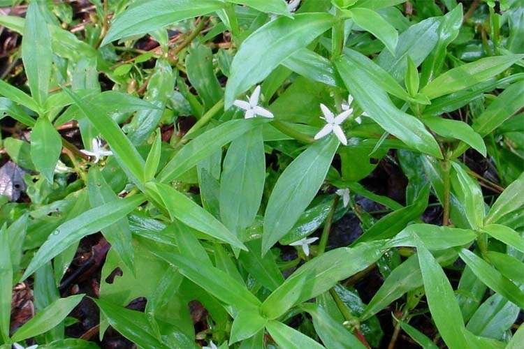 Virginia Buttonweed W.P. Law, Inc. South Carolina