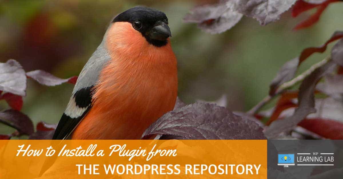 How to Install a Plugin from the WordPress Repository