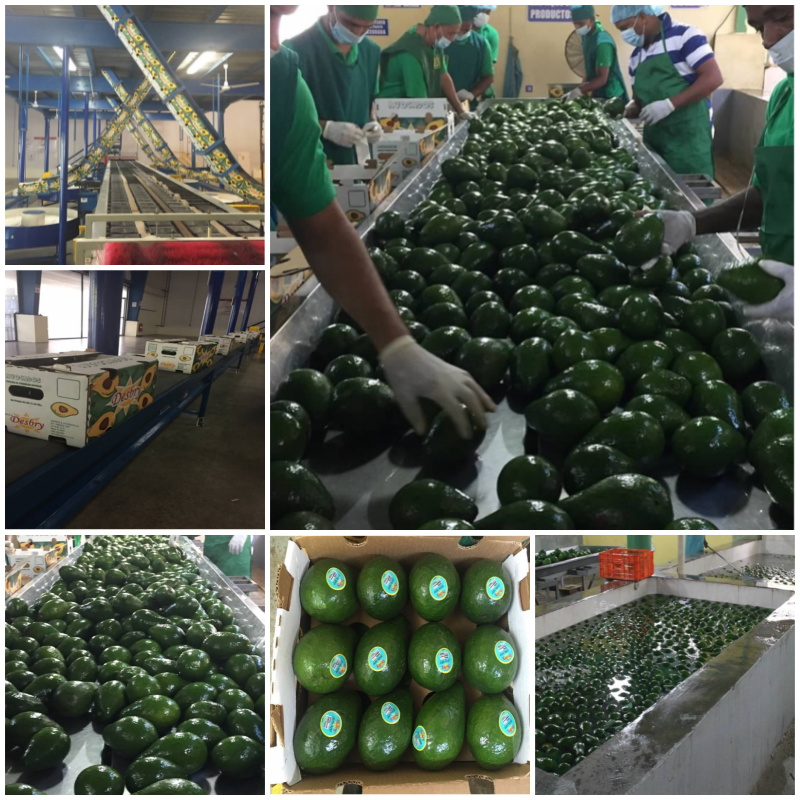 About WP Produce WP Produce