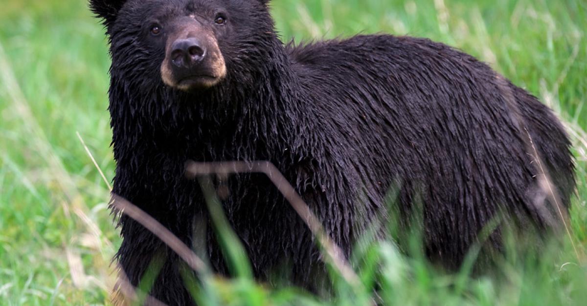 Part Of Apostle Islands Closed On Account of Bears Part Of Apostle Islands Closed On Account of Bears