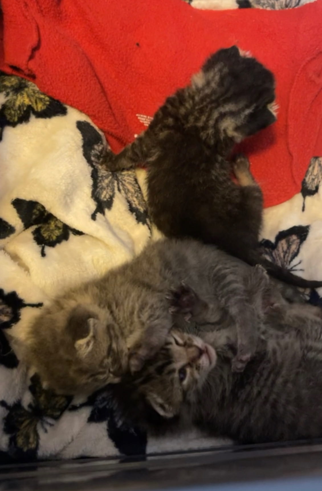 What if I find a Kitten outside? Shania Ganoe's Site