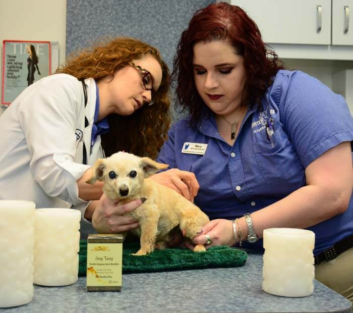 Second Opinions For Your Pet Winter Park Veterinary Hospital