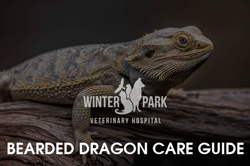 A guide to the Winter Park vet bearded dragon
