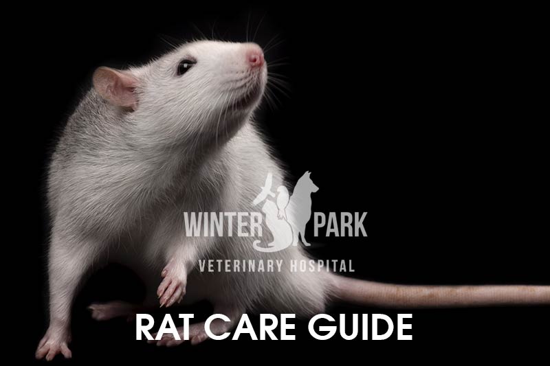 Rat Care Guide Winter Park Veterinary Hospital