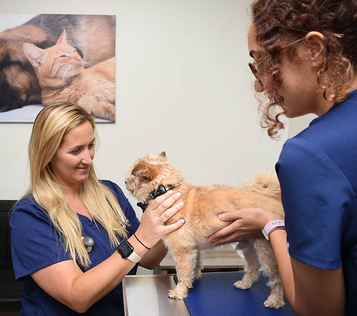 Request Prescriptions Winter Park Veterinary Hospital