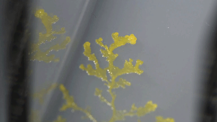 Slime Mold Gif
