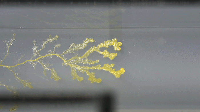 What Is This Pretty Yellow Goo? Delicious Slime Mold, Of Course |