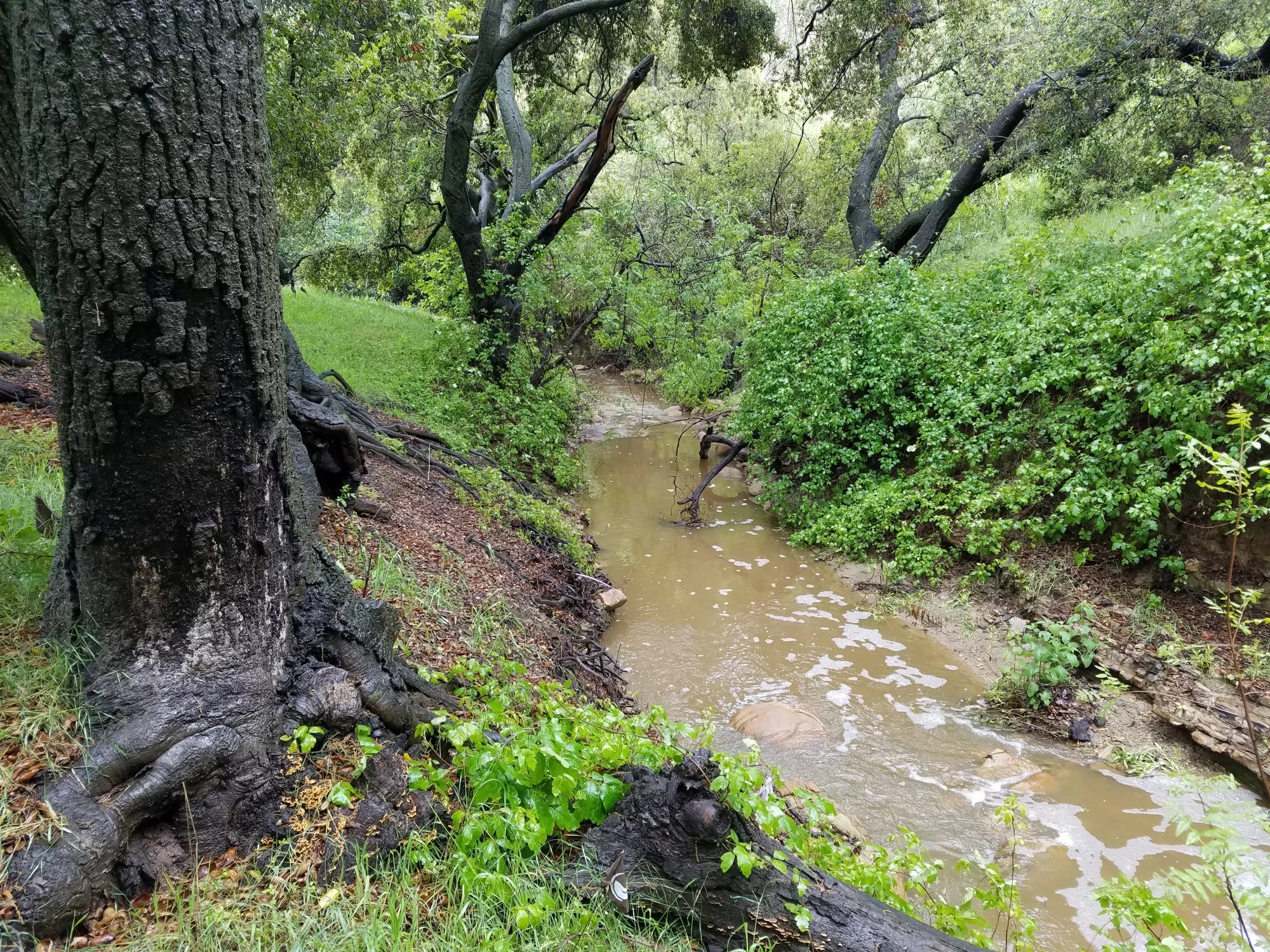 Soquel Canyon Mitigation Bank WRA Environmental Consultants