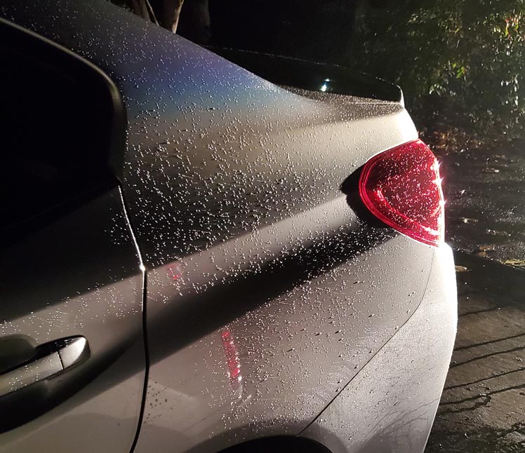 Paint Correction and Ceramic Coating Wrapped KC