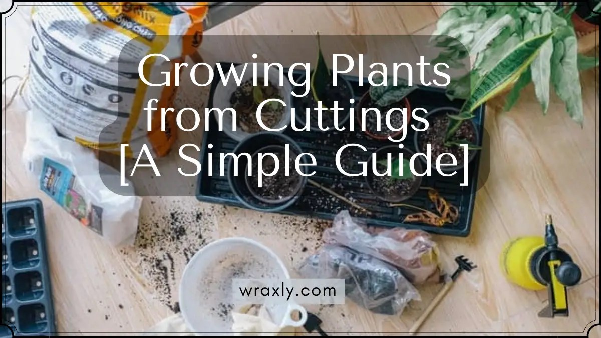 Growing Plants from Cuttings (The Simple Guide) Wraxly