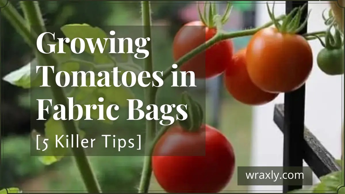 Growing Tomatoes in Fabric Bags (5 Killer Tips) Wraxly