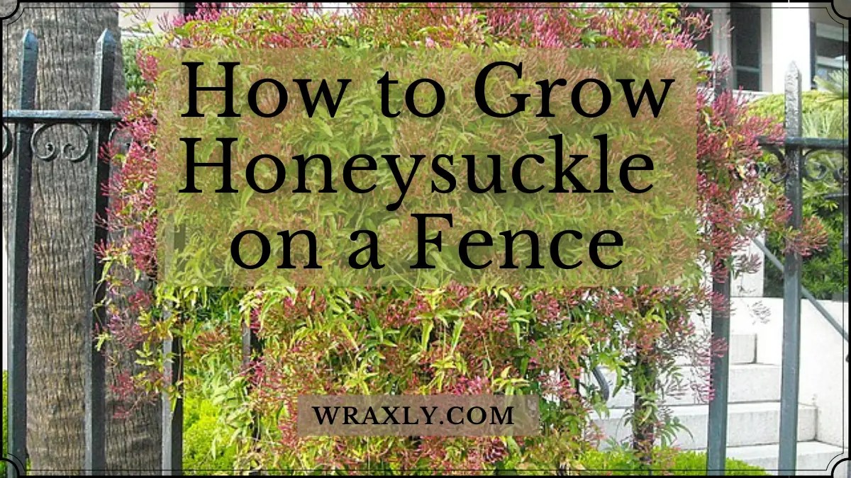 How to Grow Honeysuckle on a Fence (Gardening 101) Wraxly