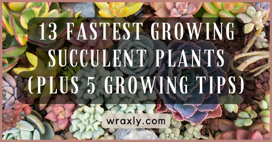 13 Fastest Growing Succulent Plants (Plus 5 Growing Tips) Wraxly