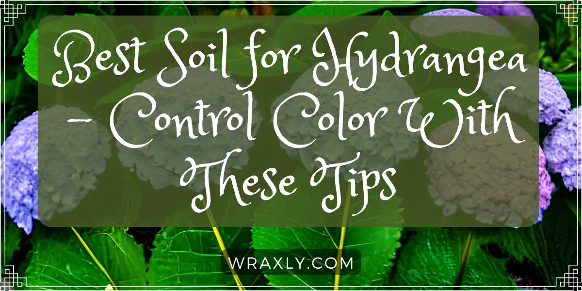 Best Soil for Hydrangea Control Color With These Tips Wraxly