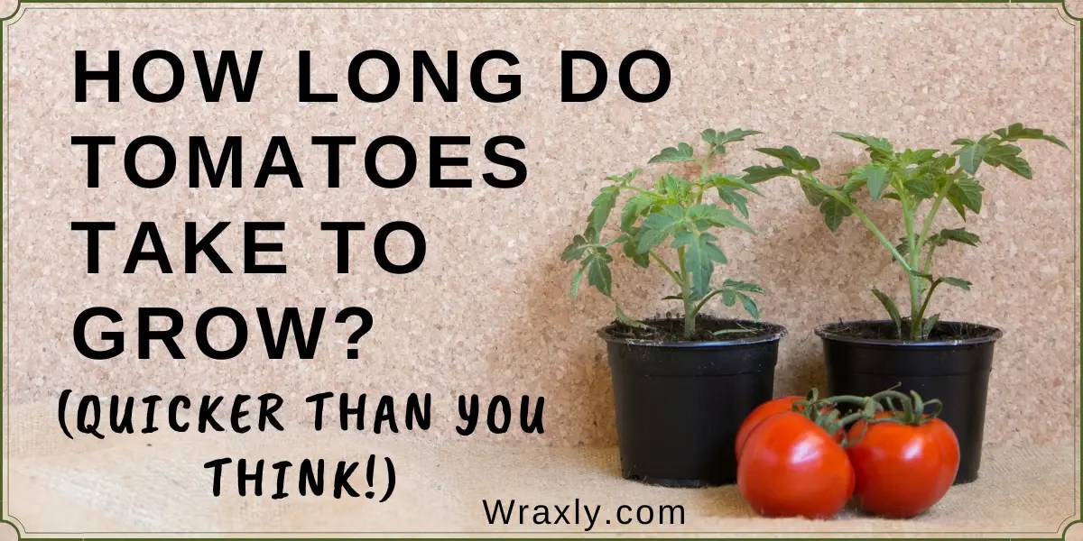 How Long Do Tomatoes Take to Grow? (Quicker Than You Think!) Wraxly