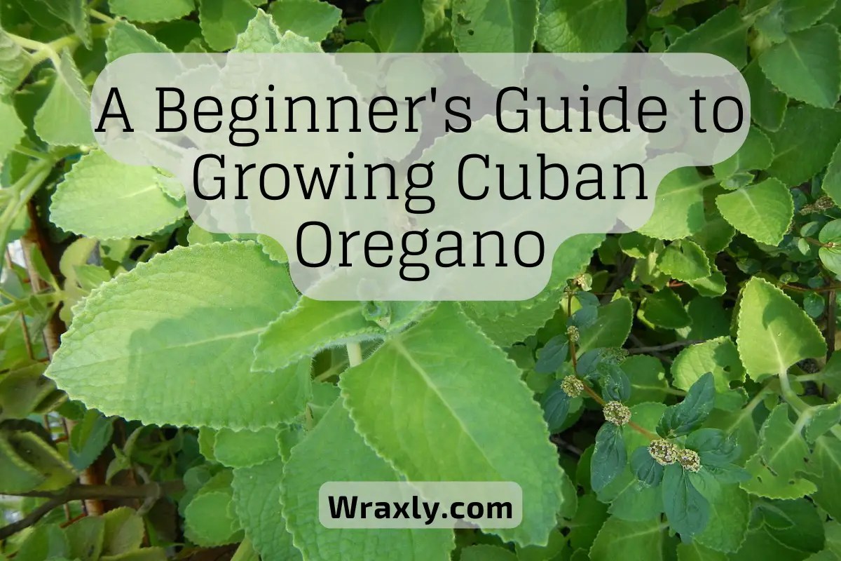 A Beginner's Guide to Growing Cuban Oregano Wraxly