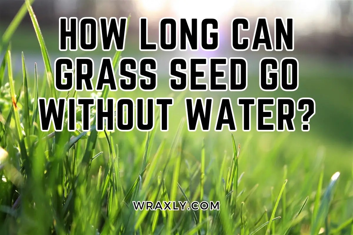 How Long Can Grass Seed Go Without Water? Wraxly
