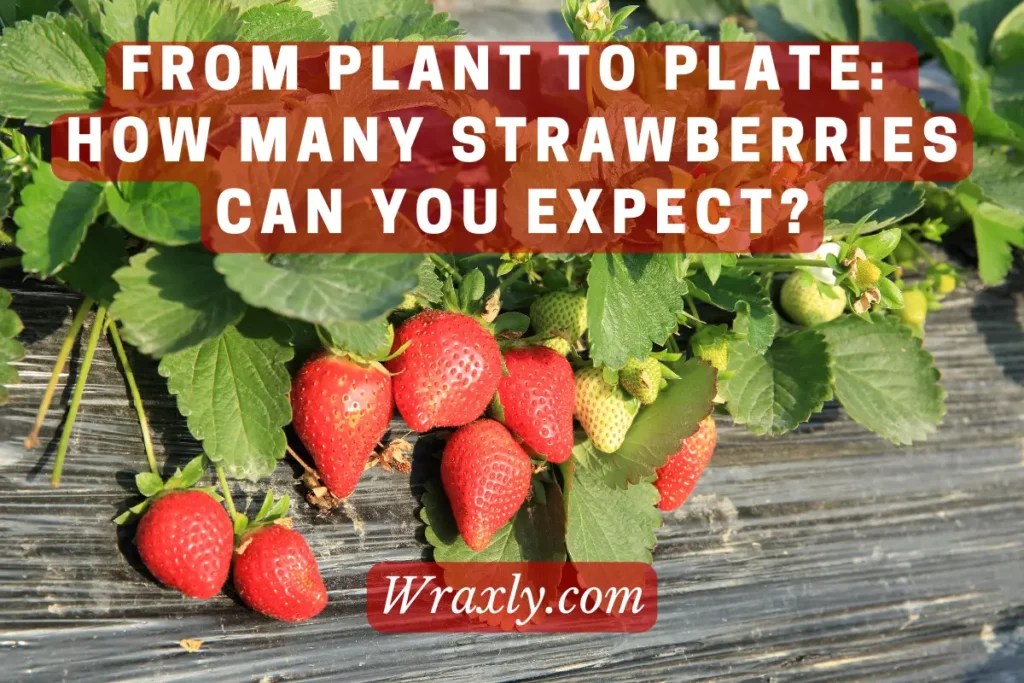 From Plant to Plate How Many Strawberries Can You Expect? Wraxly