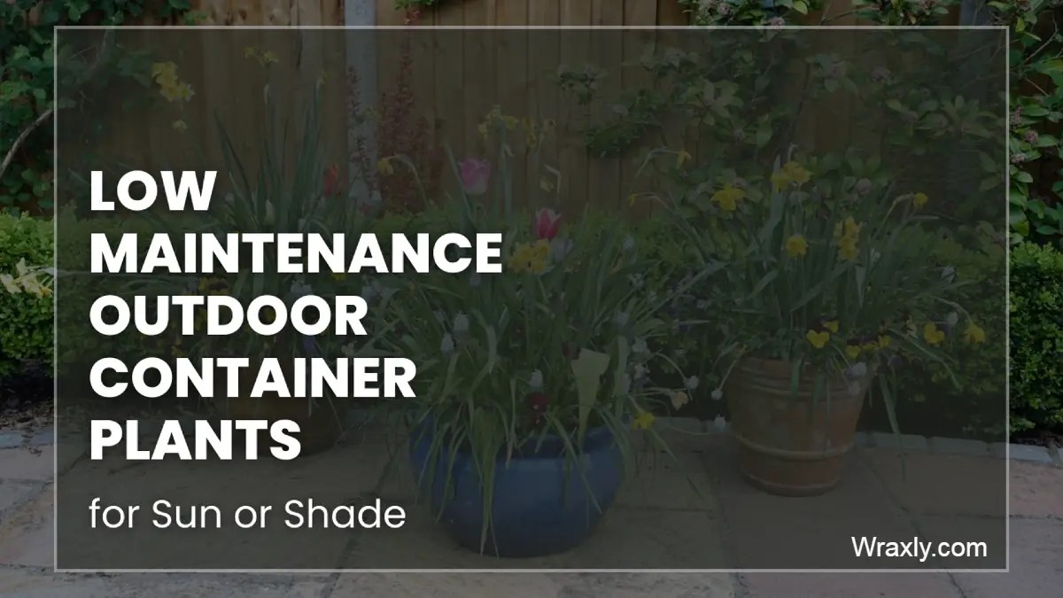 StressFree Gardening 10 LowMaintenance Outdoor Container Plants for