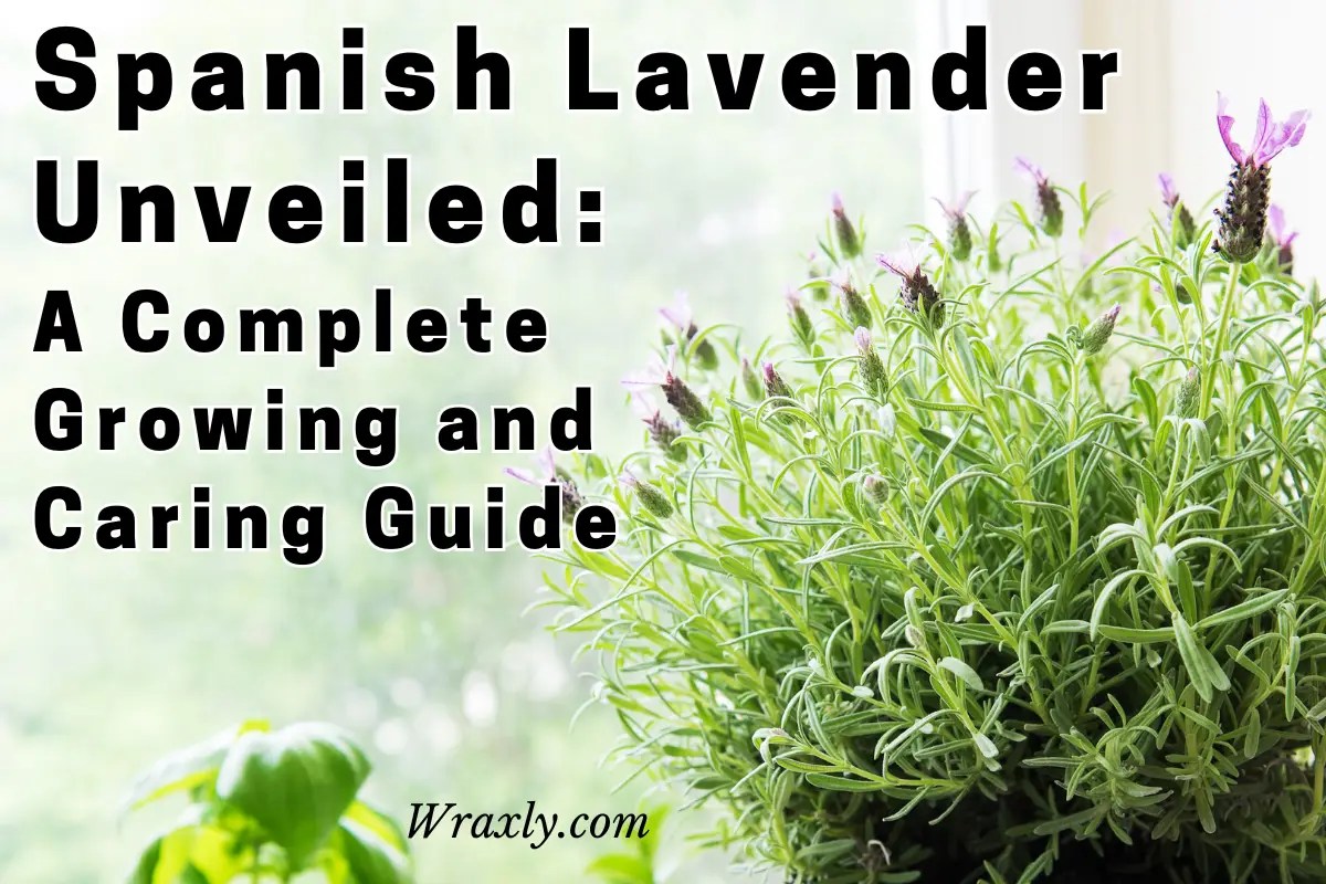 Spanish Lavender Unveiled A Complete Growing and Caring Guide Wraxly