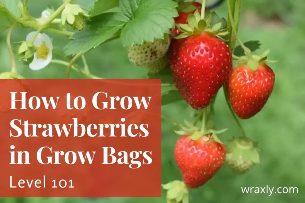 How to Grow Strawberries in Grow Bags (Level 101) Wraxly
