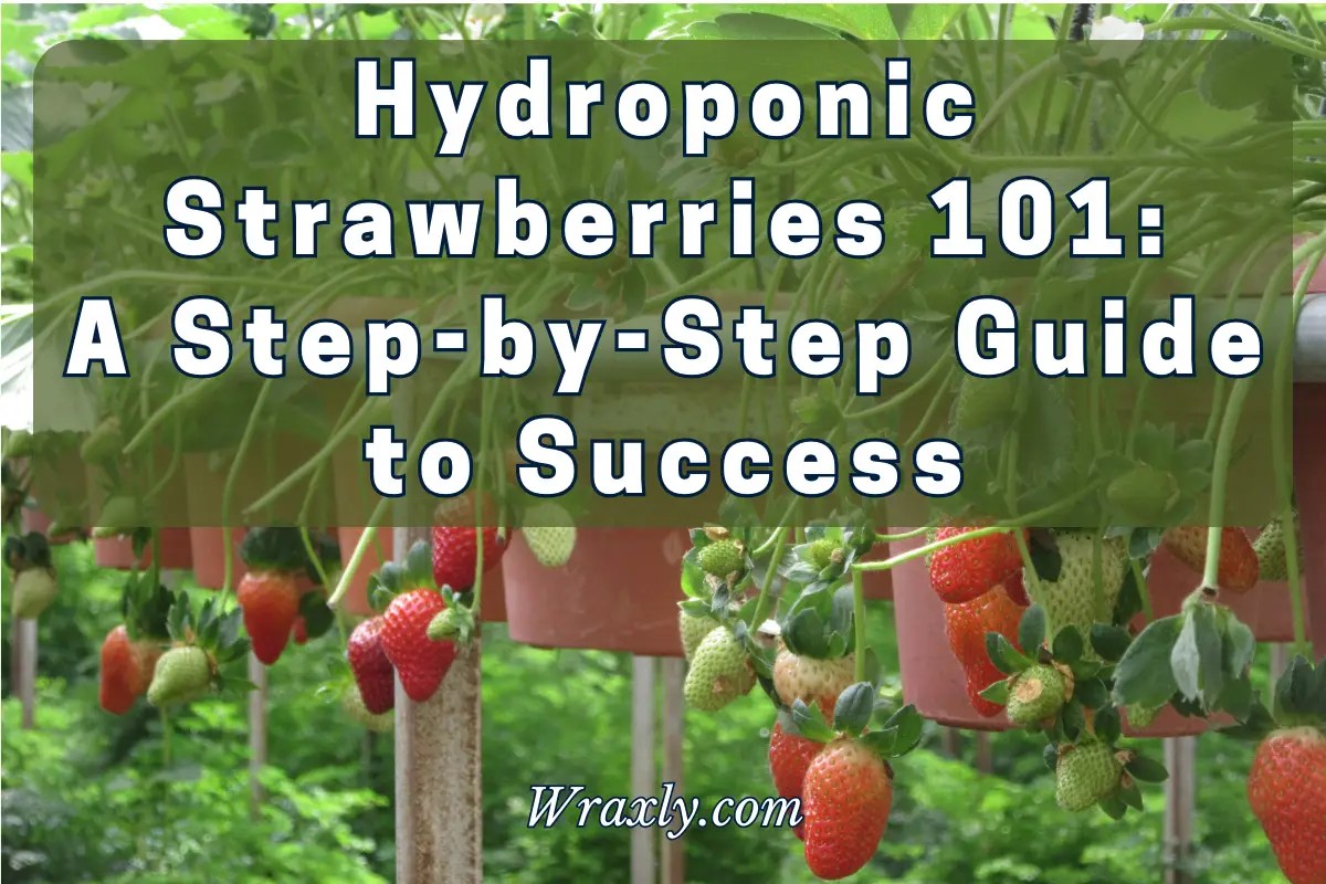 Hydroponic Strawberries 101 A StepbyStep Guide to Success Wraxly