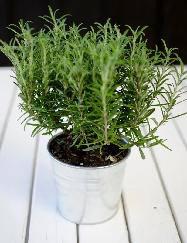 Rosemary Watering Wisdom How Often to Water Your Rosemary for Maximum