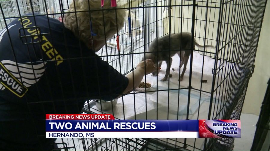 Large animal rescue underway in Savannah