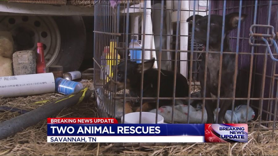 Large animal rescue underway in Savannah