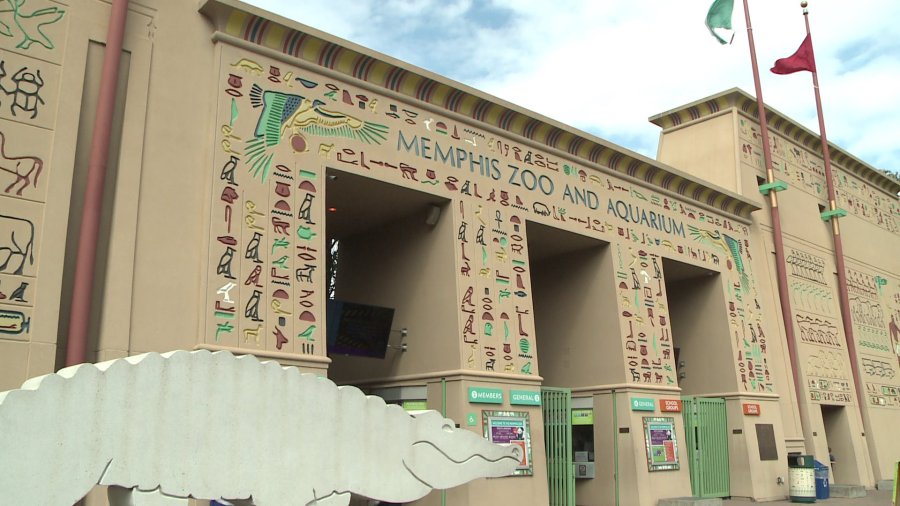 Monkey captured after escape at Memphis Zoo