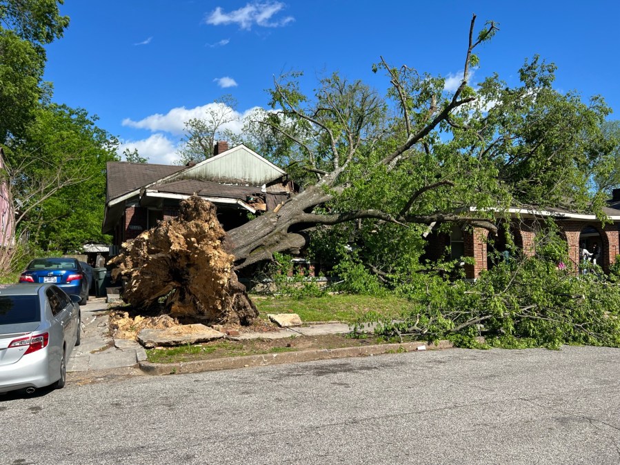 Large tree falls on 2 South Memphis houses