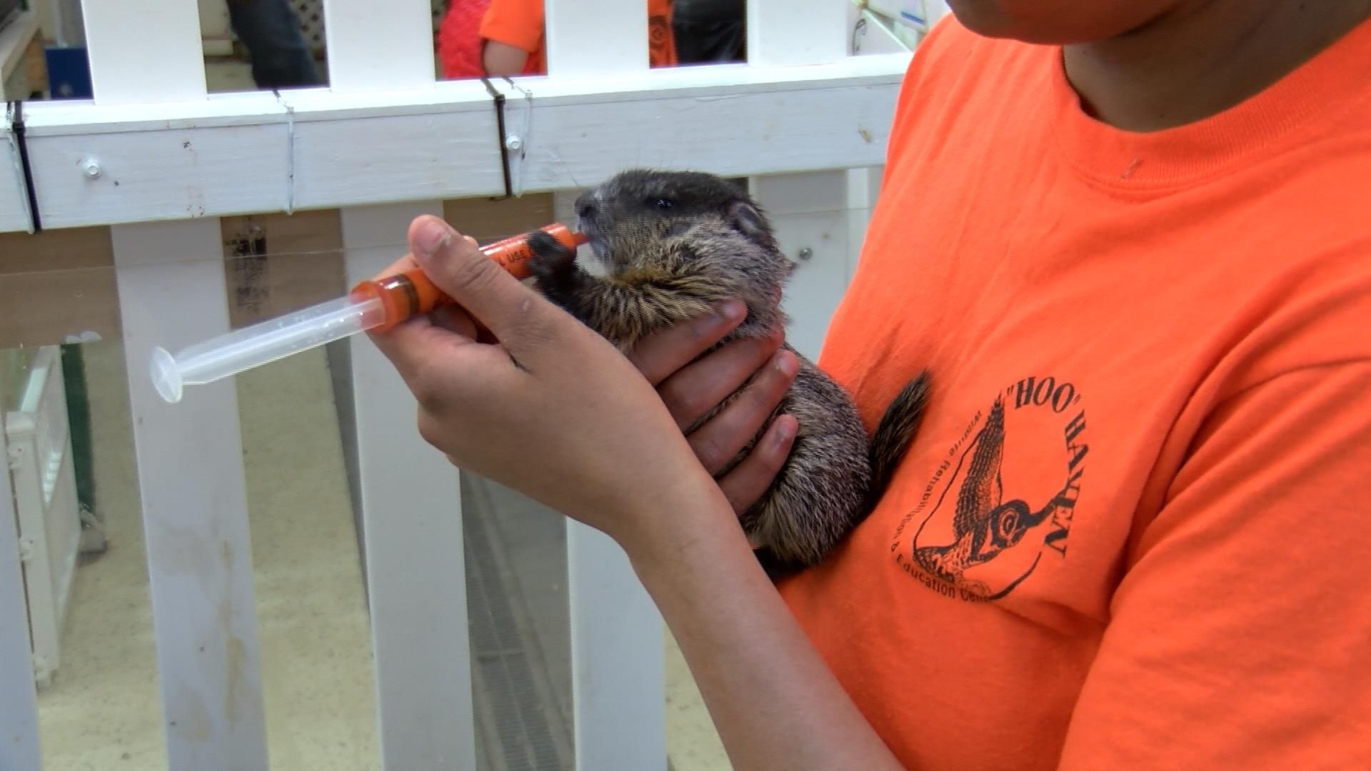 Hoo Haven hosts annual spring wildlife baby shower WXOW News 19 La