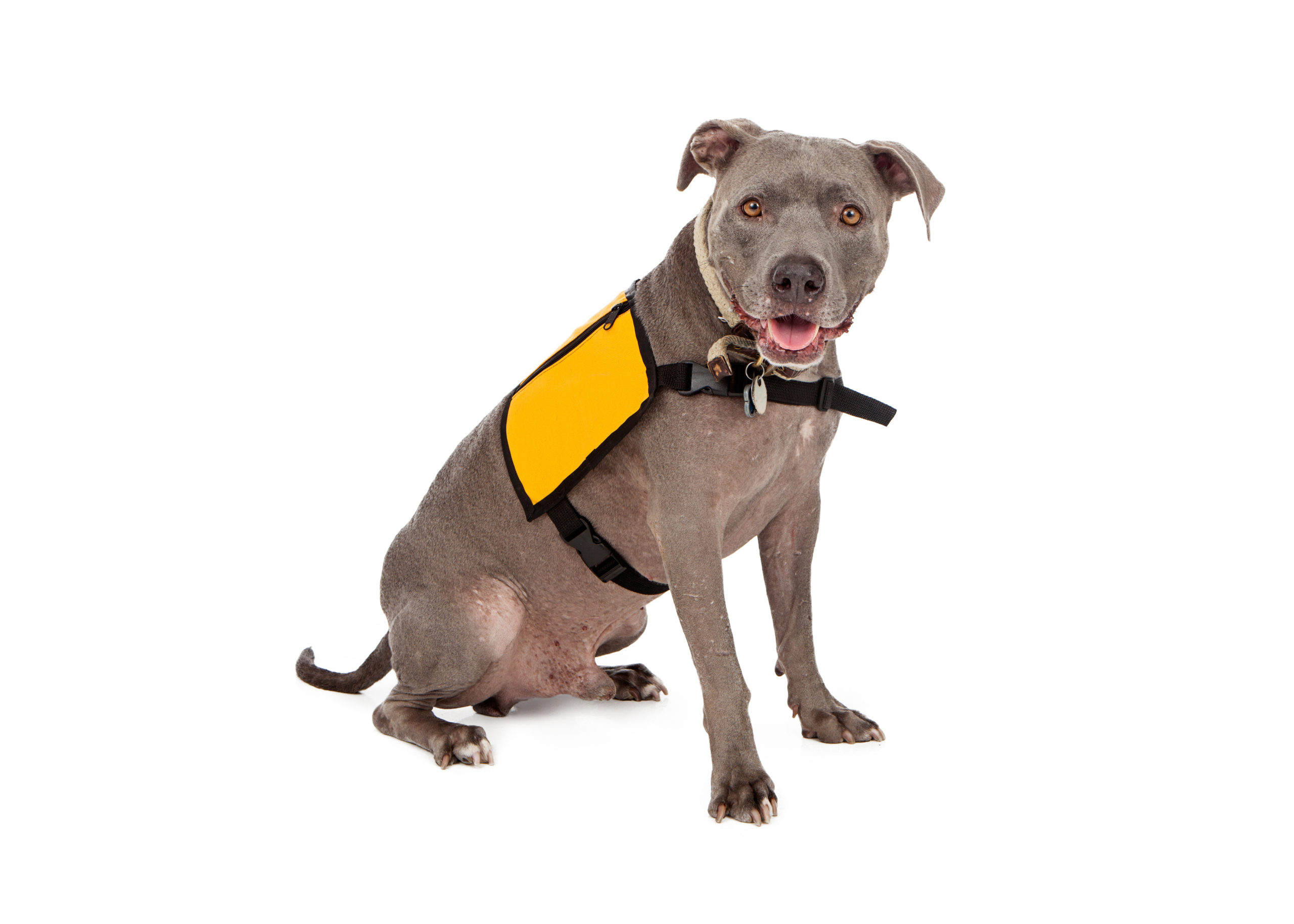 Landlords, Tenants and Emotional Support Animals The Warner Realty Group