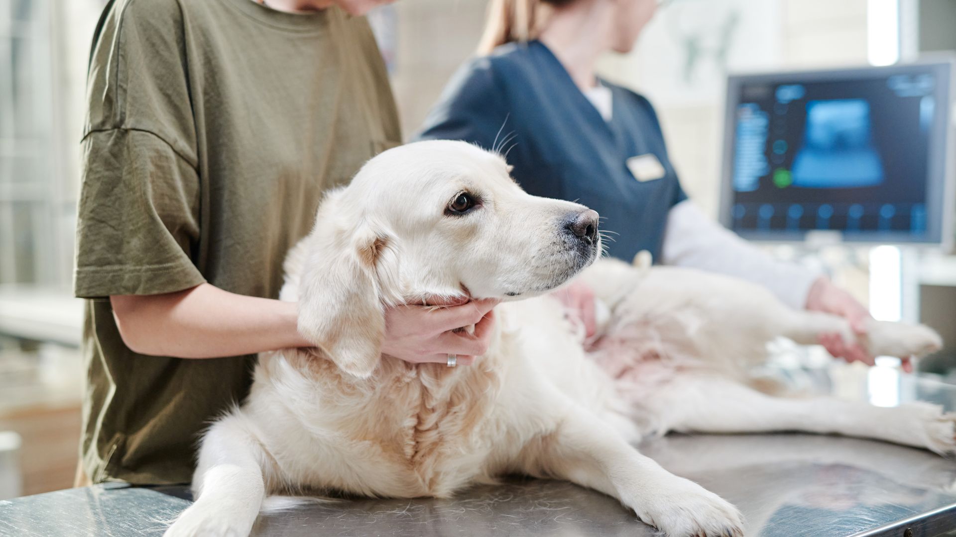 Pet Ultrasound In Wrightstown, WI Wrightstown Veterinary Clinic