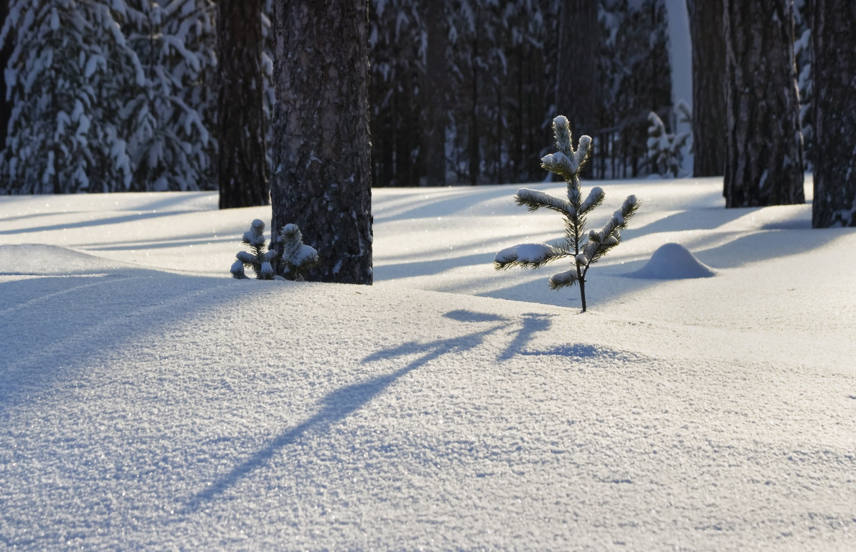 How To Protect Young Trees And Shrubs from Snow