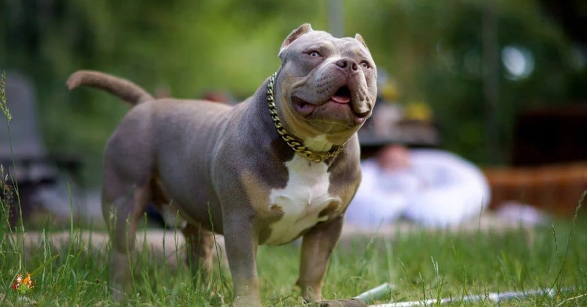 Pocket bully Dog Breed Size and lifespan