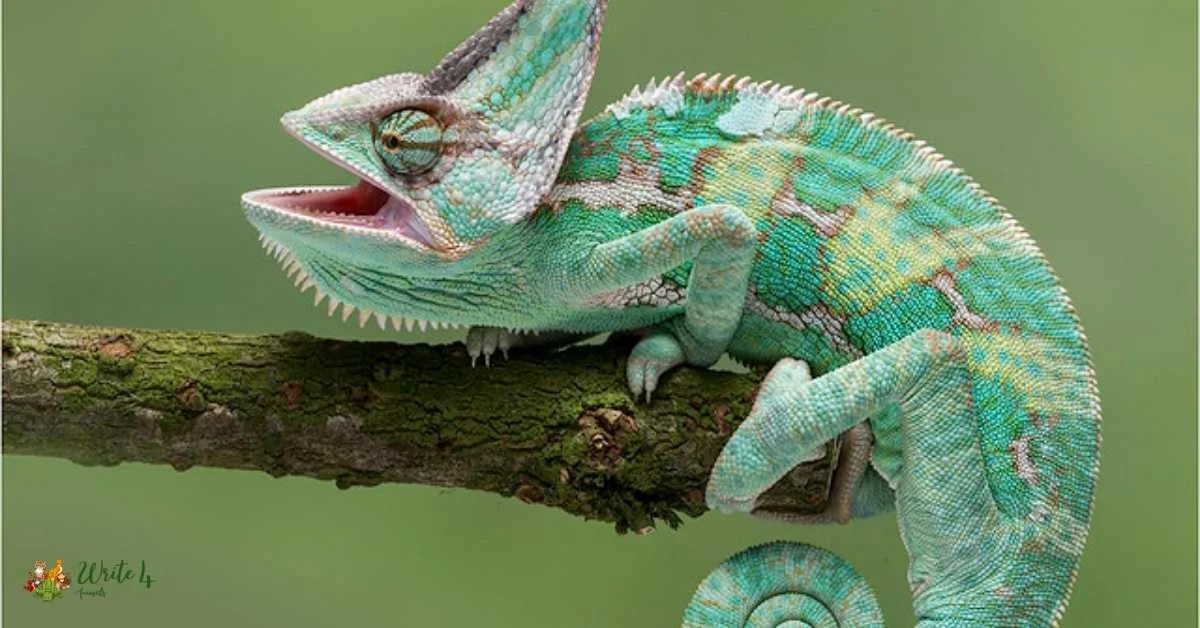 What animals eat crickets