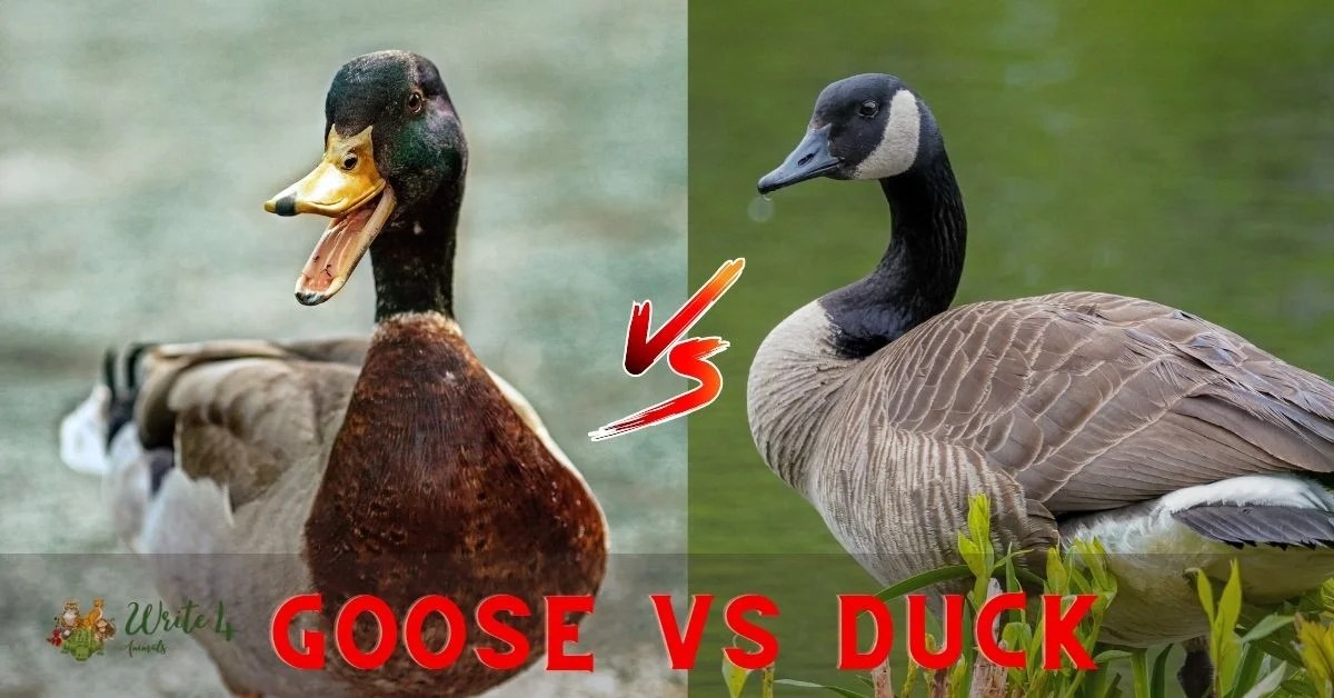 Goose vs Duck Comparison Duck vs Goose