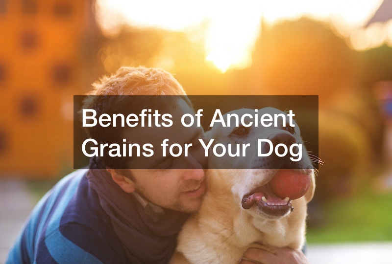 Benefits of Ancient Grains for Your Dog Write Brave