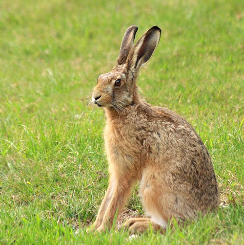 Hare vs. Rabbit What’s the Difference? Writing Explained