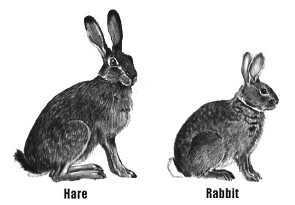 Hare vs. Rabbit – What’s the Difference? - Writing Explained