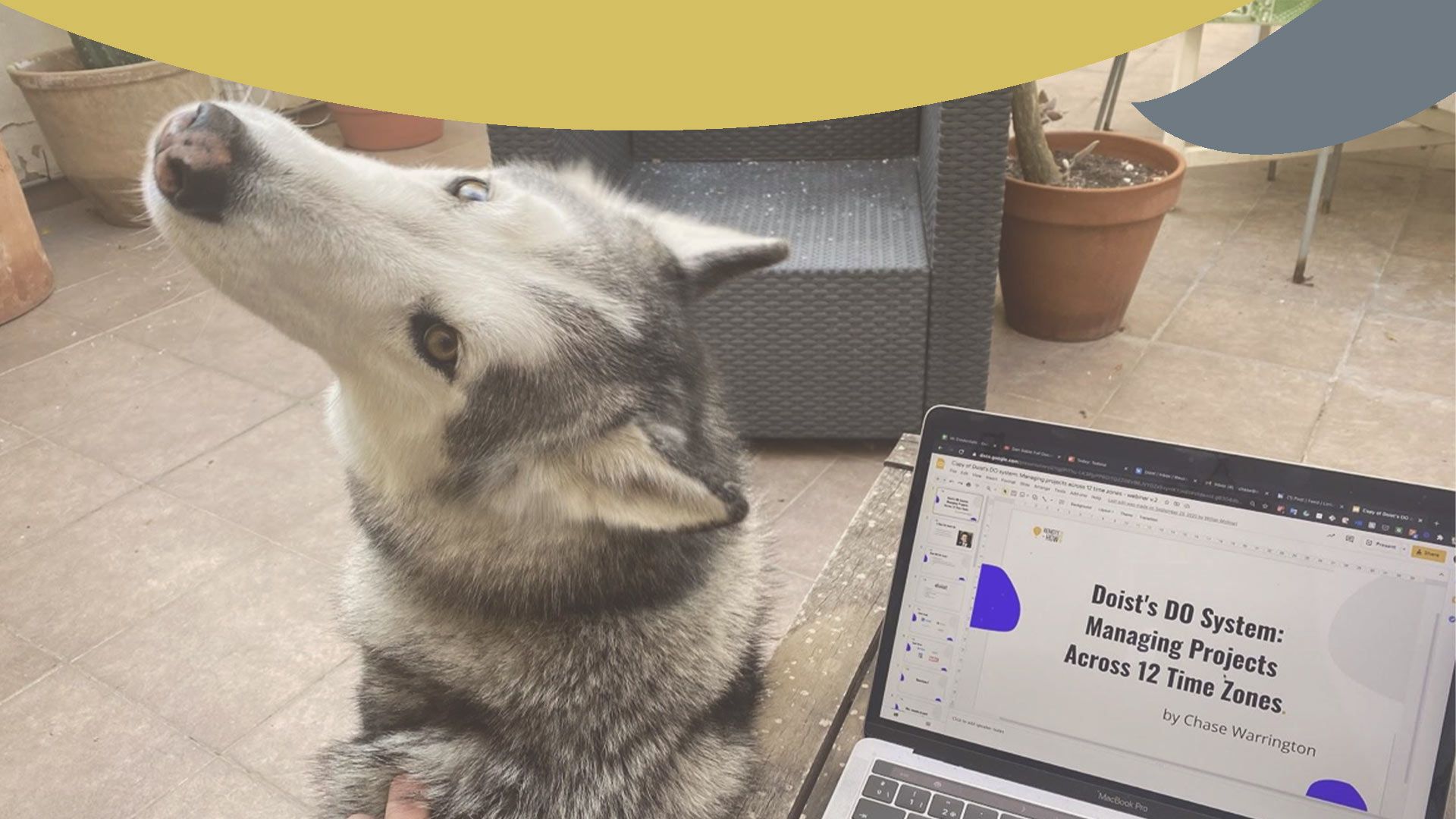 Can You Ship A Dog Across The Country