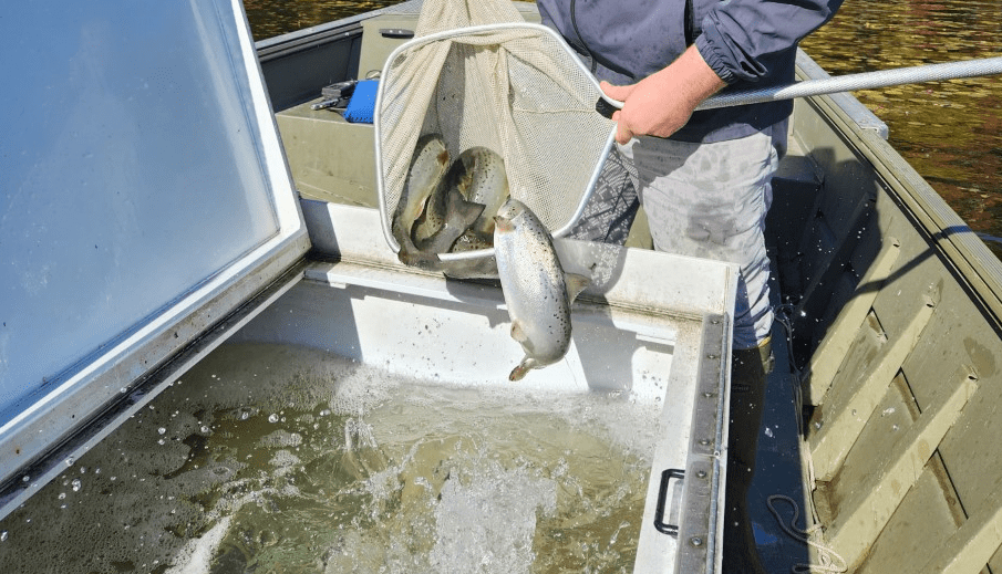 Landlocked salmon recently stocked in three lakes in Northwest New