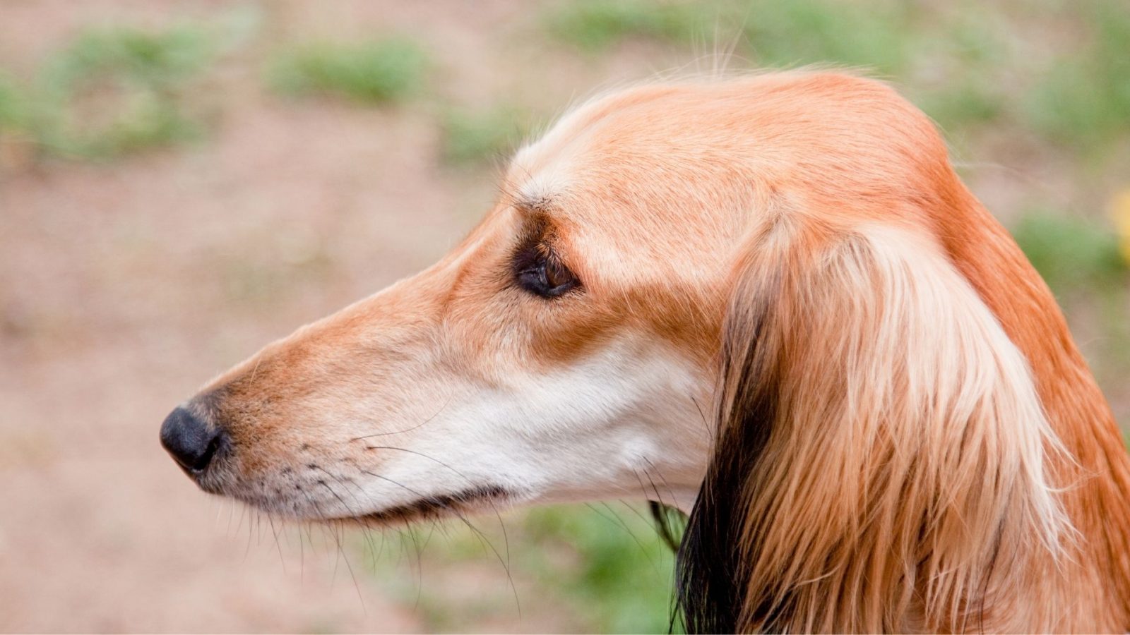 Do Saluki Dogs Get Along With Other Dogs