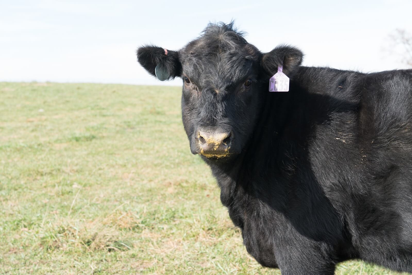 Wall Street Cattle Company Lebanon Mo at Arthur Brandt blog