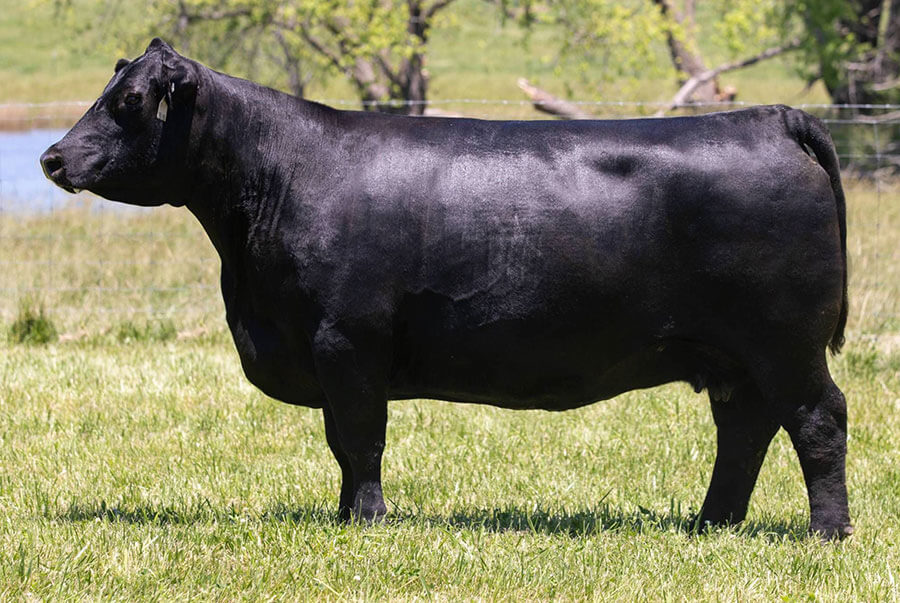 Donors Wall Street Cattle Company Lebanon, Missouri